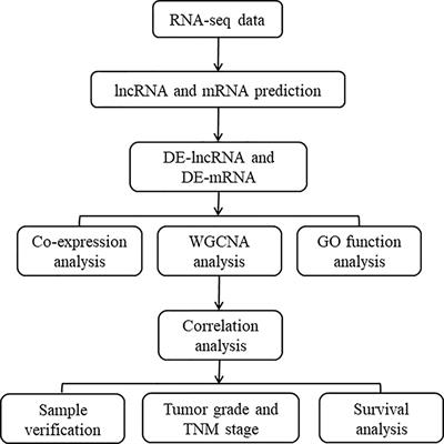 A Co-Expression Network Reveals the Potential Regulatory Mechanism of lncRNAs in Relapsed Hepatocellular Carcinoma